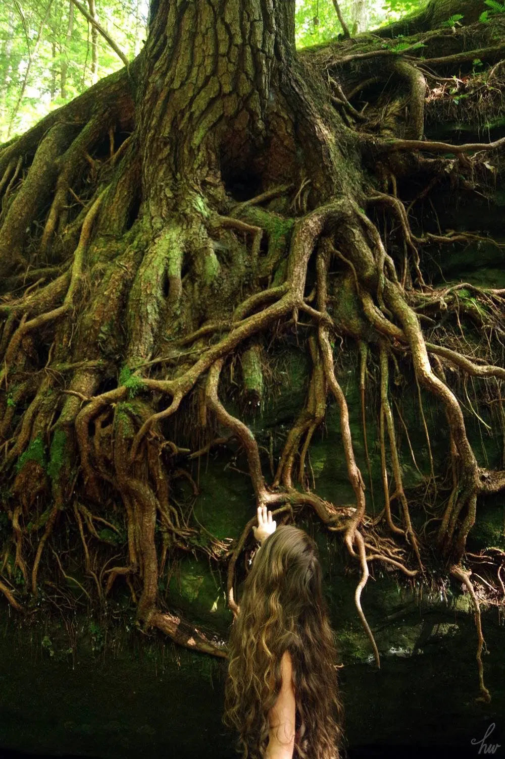 THE ROOTS